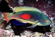 Scott's Fairy Wrasse